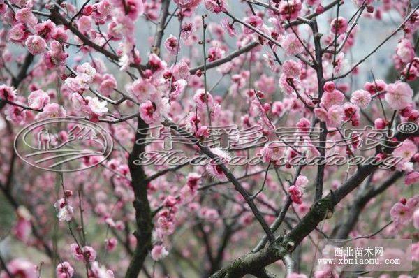 臺州梅花樹