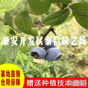 蓝莓苗多少钱一棵、蓝金蓝莓苗批发、新品种蓝莓苗