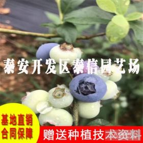 蓝莓树有哪些品种、山东蓝莓苗种植基地、伊丽莎白蓝莓苗价格