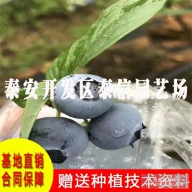 3公分蓝莓苗批发、蓝莓苗种苗、达柔蓝莓苗