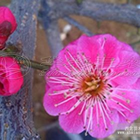 江南朱砂梅 丽水梅花树、丽水梅花基地