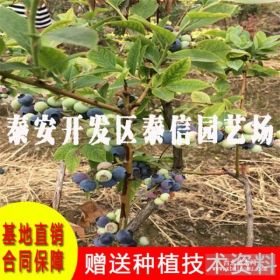 8公分康维尔蓝莓苗、2公分蓝莓树价格