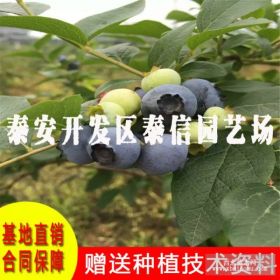 蓝莓树种植方法 伯克利蓝莓苗批发 2公分蓝莓小苗