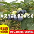 藍莓樹種植方法 伯克利藍莓苗批發(fā) 2公分藍莓小苗