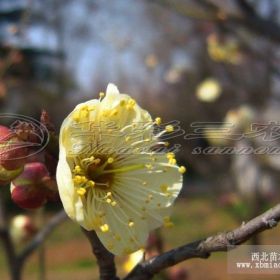 曹王黃香梅 舟山梅花苗、梅花小苗