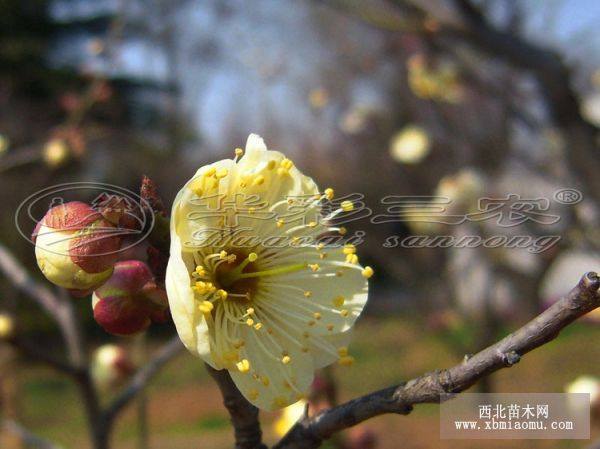 舟山梅花苗、梅花小苗