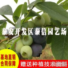 蓝莓树批发 大量供应蓝莓苗 爱国者蓝莓苗