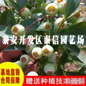 蓝莓苗种植技术 蓝莓树苗 蓝片蓝莓苗