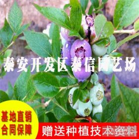 大量批发蓝莓树 蓝莓种苗 哈里森蓝莓苗价格