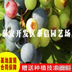 新品种蓝港蓝莓苗、蓝莓树价格