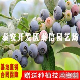 日出蓝莓苗多少钱一棵、日出蓝莓苗价格