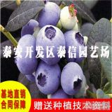 山东哪里有种植蓝莓苗 蓝莓树苗 考林蓝莓苗价格