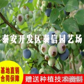 泰安草莓苗种植基地 斯巴坦蓝莓苗多少钱一棵