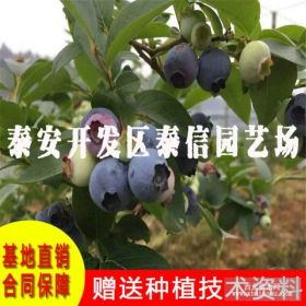 蓝莓苗行情 阳光蓝蓝莓苗价格 阳光蓝蓝莓苗基地