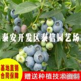 瞳仁蓝莓苗繁育基地、蓝莓树价格、蓝莓苗种植技术