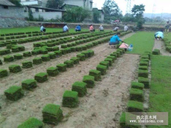 马尼拉草皮