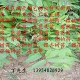 香椿苗種植技術(shù)  香椿樹苗