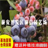 2017蓝莓树苗行情、蓝莓小苗批发、艾文蓝蓝莓苗