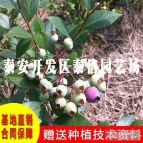 矮丛蓝莓苗 蓝莓苗价格 1-4年蓝莓树苗