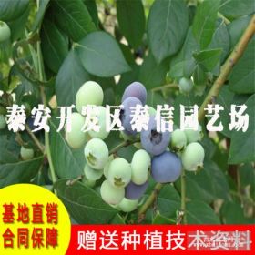 蓝莓树品种、开普菲尔蓝莓苗多少钱一棵