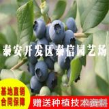 夏普蓝蓝莓苗品种怎么样、高产蓝莓树苗栽培技术