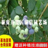 顶峰蓝莓苗/蓝莓苗批发/蓝莓苗种植基地