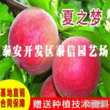 規(guī)格齊全桃樹苗 長(zhǎng)期供應(yīng)夏子夢(mèng)桃苗 量大從優(yōu)