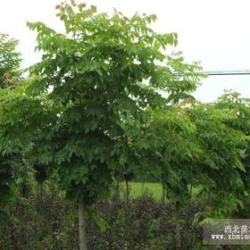 黄山栾树市场低价咨询