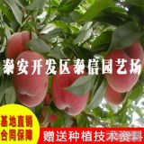 黄金脆桃苗价格|黄金脆桃苗批发|桃树种植方法