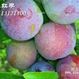 脆紅李苗，脆紅李子苗品種，脆紅李子樹苗價格？