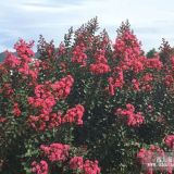 天門紫薇基地的（大紅、紅葉、天鵝絨)紫薇