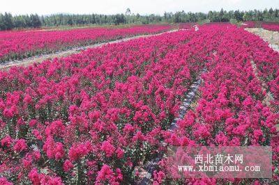 天門紫基地大紅葉