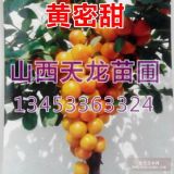 1年鈣果苗30高鈣果苗40高鈣果苗50高鈣果苗