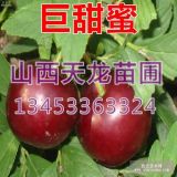 內(nèi)蒙鈣果苗+西部鈣果苗+農(nóng)大西部鈣果苗+鈣果樹(shù)苗