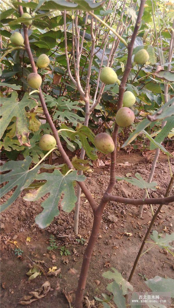 果樹苗基地銷售無花果樹苗