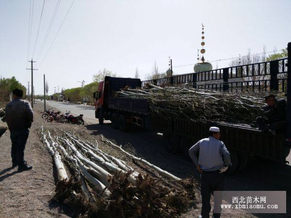 甘肅新疆楊基地