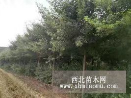 五角枫专业种植 树形优美 大量供应 质优价廉山东绿源苗木基地