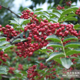 大量批發(fā)花椒苗各種規(guī)格