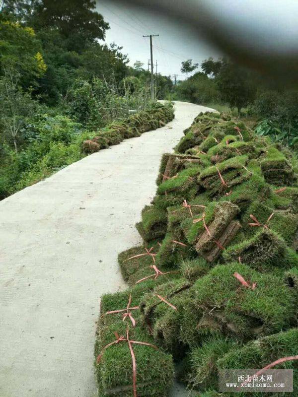 马尼拉草皮