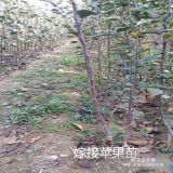 烟富8苹果树苗批发价格，1公分烟富8苹果树苗