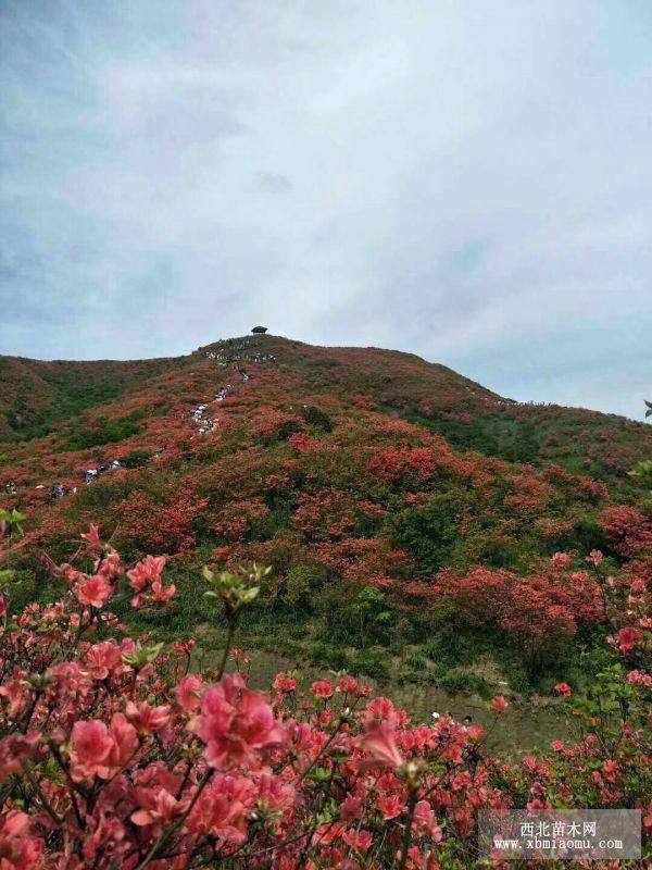 映山红