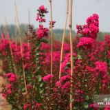 神農(nóng)架紫薇基地的（大紅、紅葉、天鵝絨）紫薇