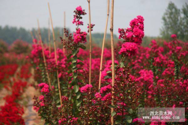 神農(nóng)架大紅葉天鵝