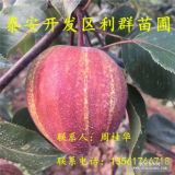 出售紅梨樹苗、紅梨樹苗新品種、紅梨樹苗價(jià)格多少