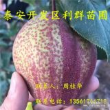 紅梨樹苗、紅梨樹苗多少錢一棵、紅梨樹苗價(jià)格