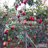 2018年紅梨樹苗價(jià)格、紅梨樹苗多少錢一棵