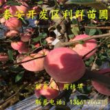 蘋果苗、紅富士蘋果苗、蘋果苗價格