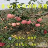 哪里有紅富士蘋(píng)果苗出售、紅富士蘋(píng)果苗多少錢(qián)一棵