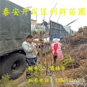 美国八号苹果苗、美国八号苹果树苗、美国八号苹果树苗价格