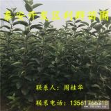 華玉蘋果苗、華玉蘋果樹苗、華玉蘋果樹苗價(jià)格